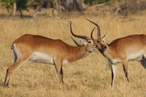 loors botswana safari antelope