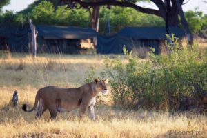 loors botswana safari lion in khwai