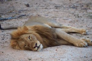 loors botswana safari lion sleeping
