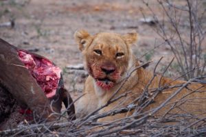 loors botswana safari lion with kill