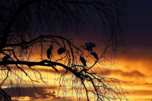 loors botswana safari sunset
