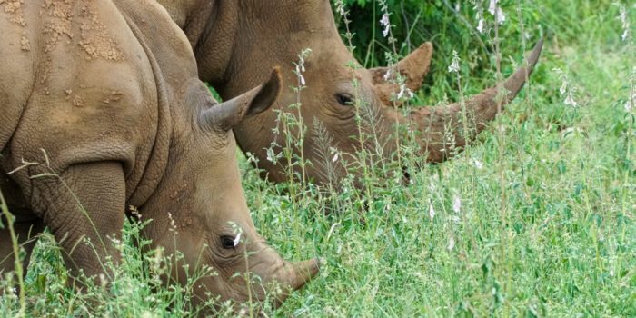 corporate rhino with calf