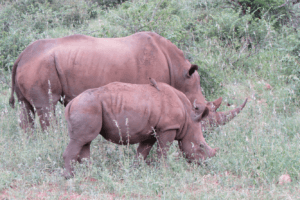 love rhinos