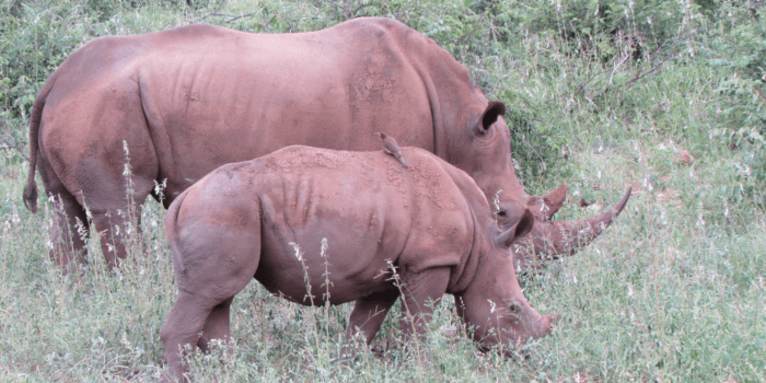 love rhinos