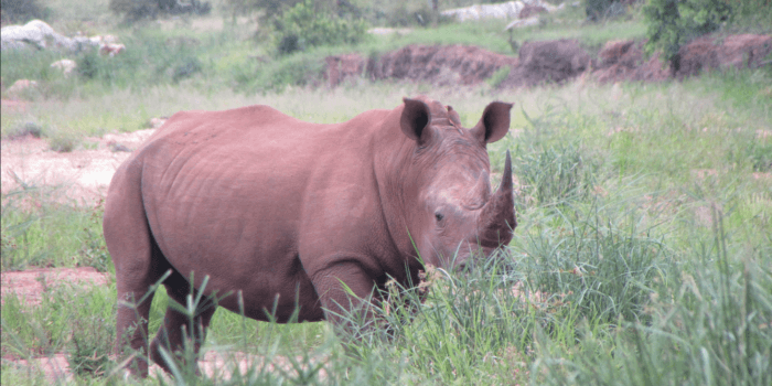 rhino safari game drive