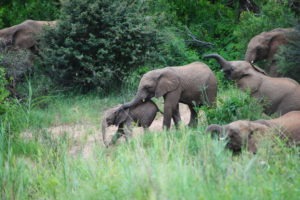herd of elephants corina