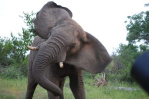 large elephant corina