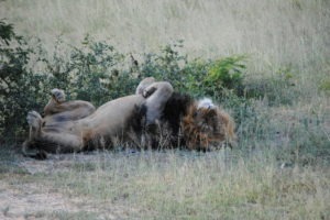 sleeping lion corina