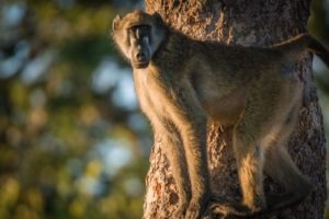 barnes family blog botswana baboon