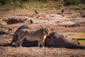 barnes family blog botswana lion kills elephant