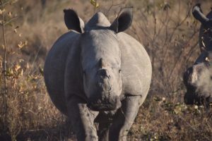 cute rhino