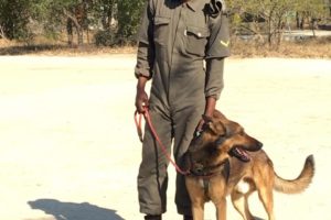 susan anti poaching dog and ranger