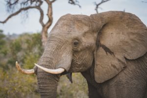 elephany book tour blog