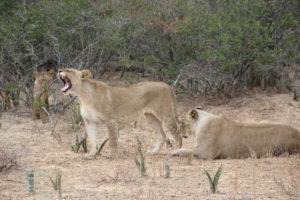 lions karongwe