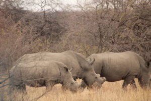 rhinos karongwe
