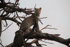 leopard britta safari