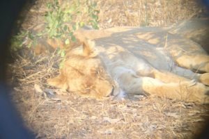 best safai lion sleeping