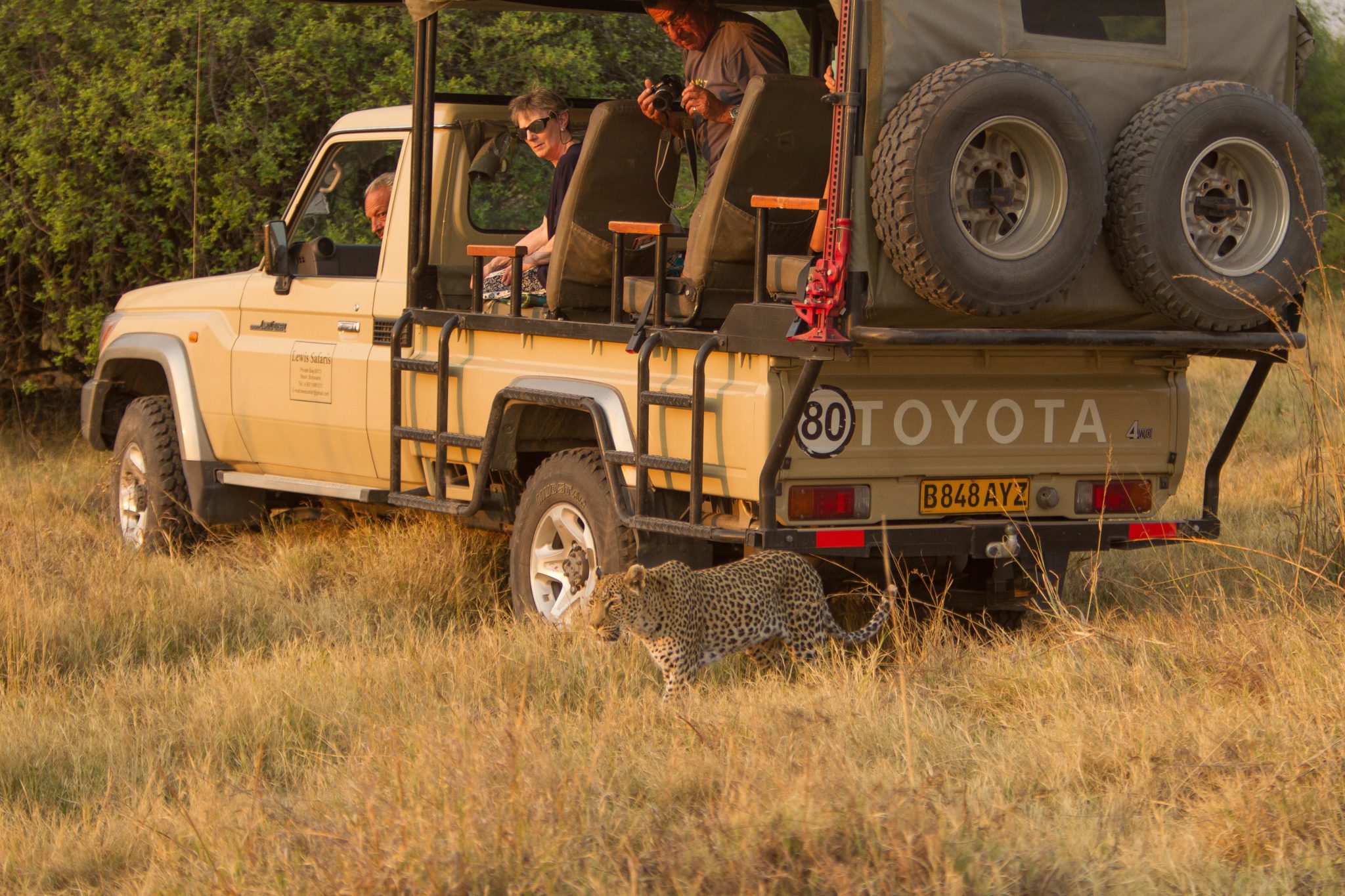 Botswana Mobile Safari game drive leopard