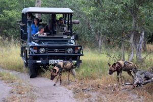 Botswana Mobile safari game drive wilddogs