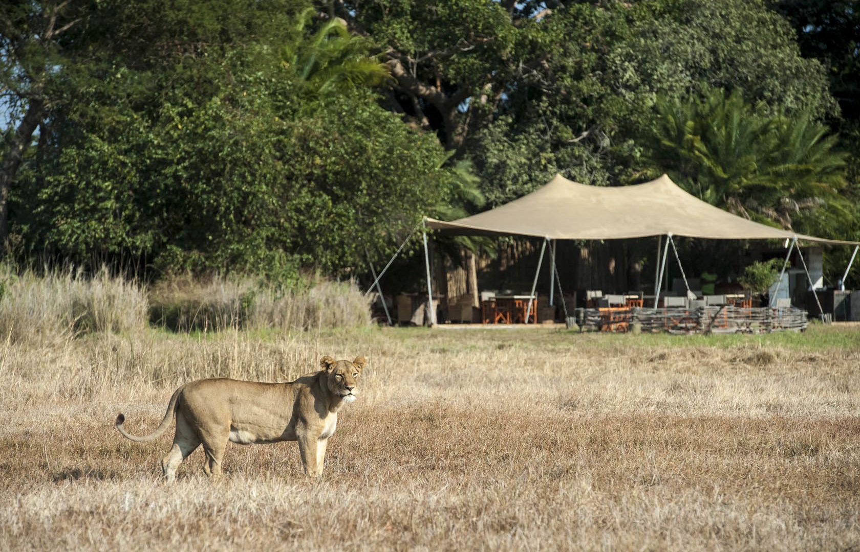 Botswana mobile safari lion in camp