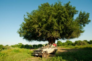 Ecotraining Mashatu tree