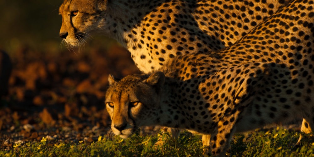 Ecotraining Cheetah