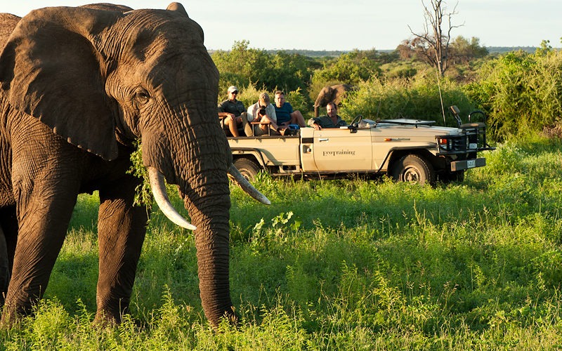 Ecotraining Elephant bull and vehicle