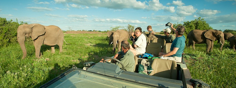 Ecotraining Elephant in car wide angle