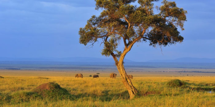 Ecotraining Kenya Landscape