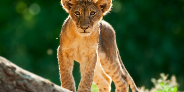 Ecotraining Lion Cub