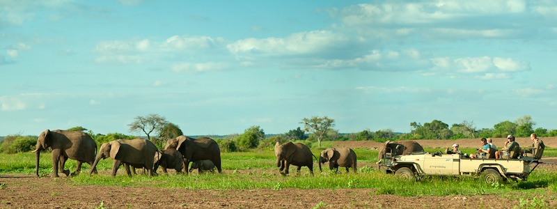 Ecotraining banner elephants