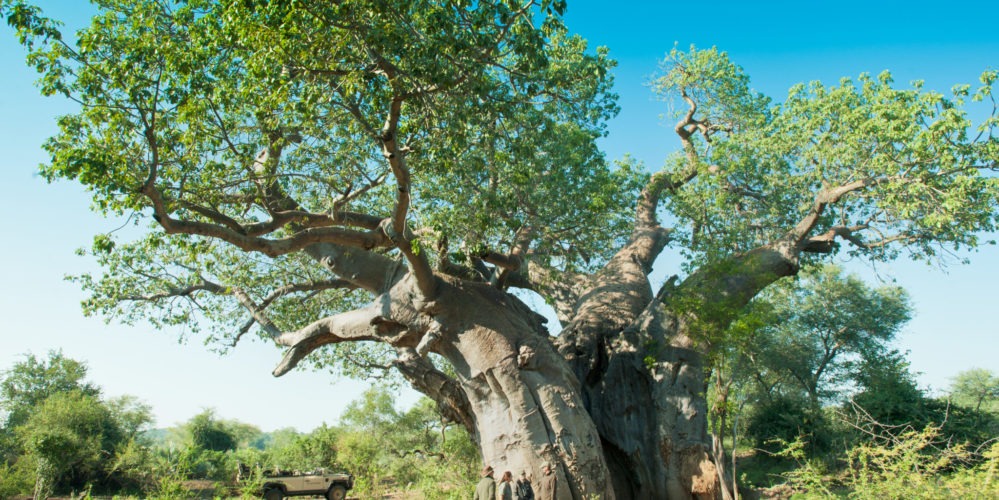 Ecotraining baobab flowering