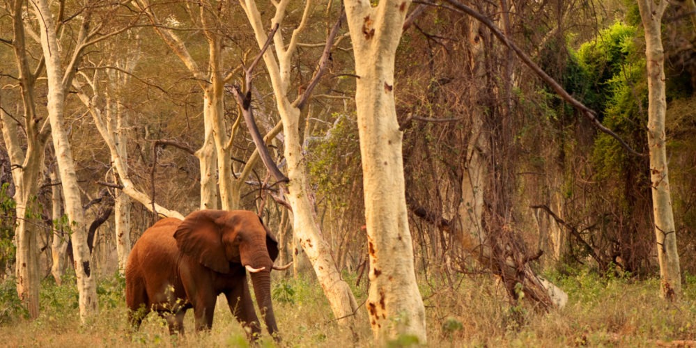 Ecotraining makuleke elephant