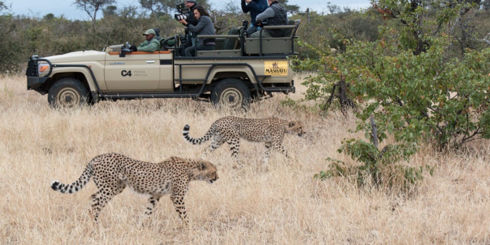 Game drive cheetah sighting