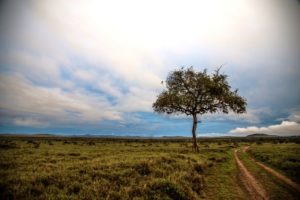 Kenya Borana landscape