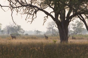 KuduHerdBacklit Kan 5475 Kanana Botswana