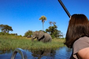 Trans Okavango boating expedition game viewing