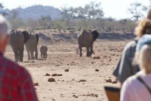 Tuli Botswana walking safari elephants