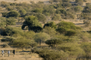 Tuli botswana hiking through bush