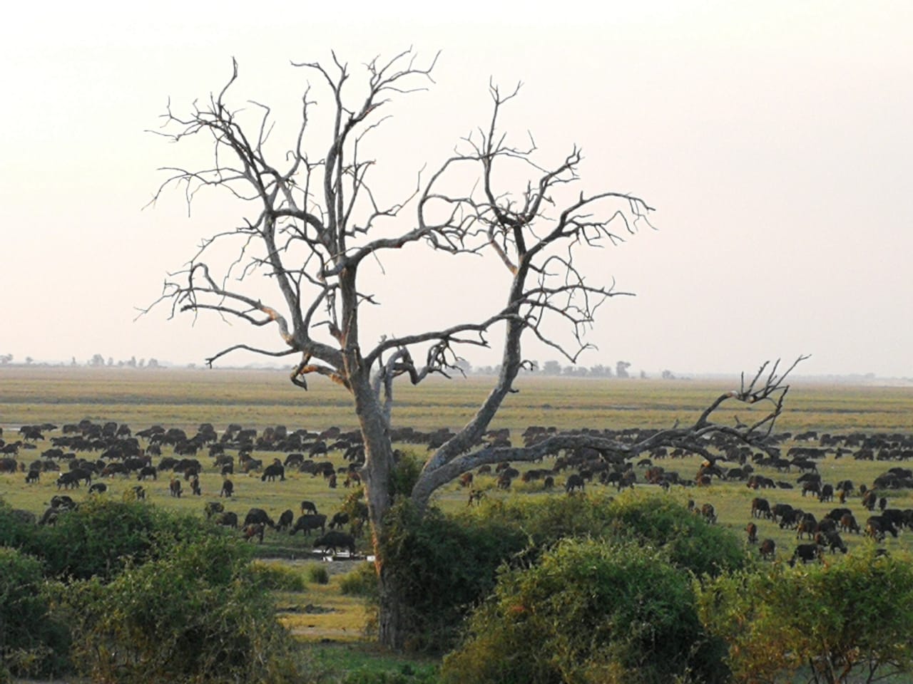 Zimbabwe buffalo herd at Chobe NP David Havemann