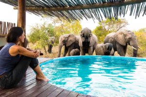 africa on foot pool elephants