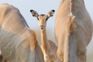 botswana mashatu photo safari impala