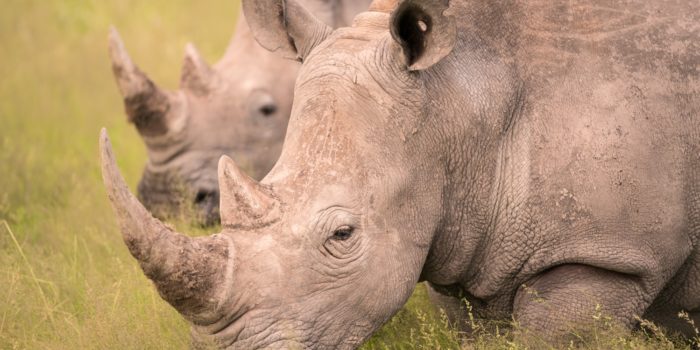 botswana rhino photo safari