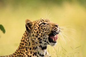 botswana safari photo leopard leopard big five