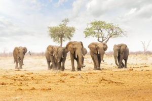 botswana savuti savute safari lodge chobe 10