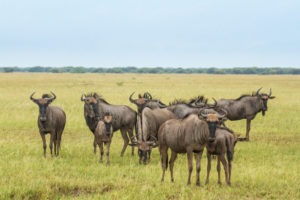 botswana savuti savute safari lodge chobe 4