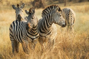 botswana savuti savute safari lodge chobe 6