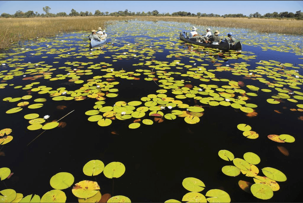botswana selinda spillway canoe lillies