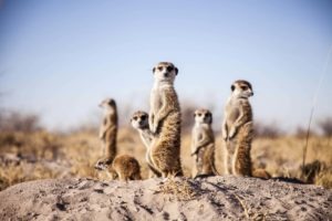 camp kalahari meerkats