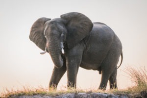 chobe elephant from boat safari